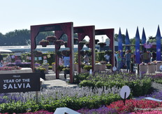 Year of the Salvia, uitgeroepen door FleuroSelect. Vandaar zoveel nieuwe salvia introducties tijdens de FlowerTrials?